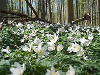 DRK - R&uuml;gen Archiv