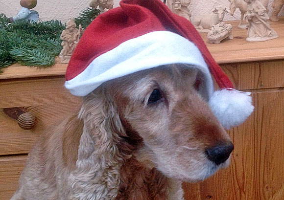 Bild: Cockerspaniel Jule mit weihnachtlicher Mütze